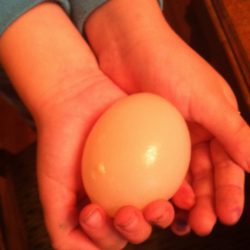rubber-egg